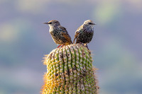 Desert Mates