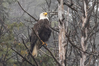 Eagle Eyes