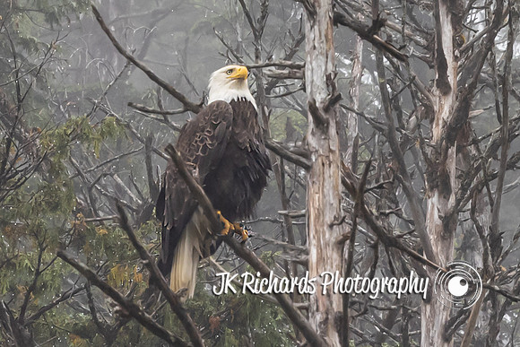 Eagle Eyes