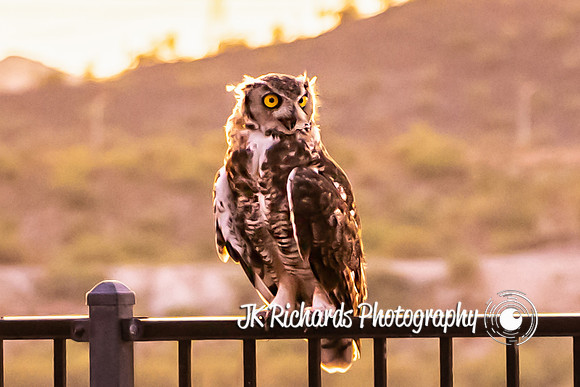 Don't Give A Hoot