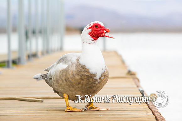 Duck Duck Goose