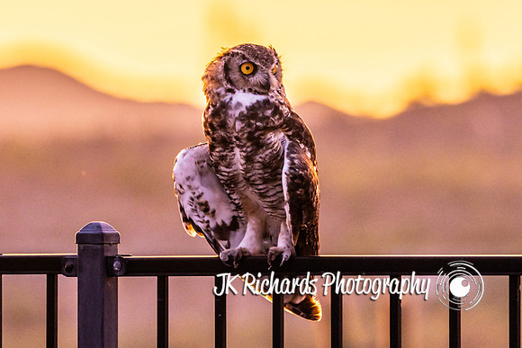 Give A Hoot