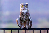 I Have My Eyes On You