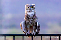 Owl 9-8-26 8671