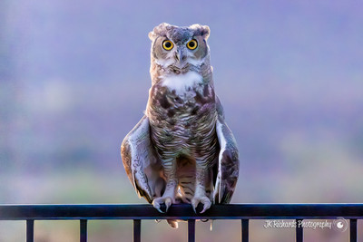 Owl 9-8-26 8671