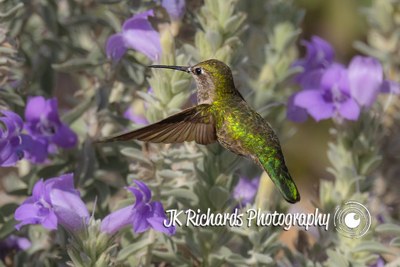 Humming A Song