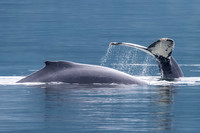 Whale of a Good Time