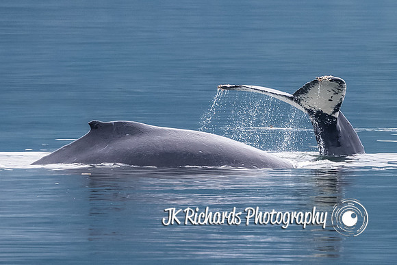 Whale of a Good Time