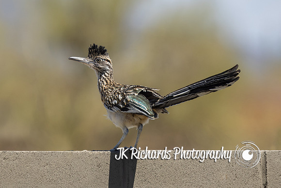 I'm a Roadrunner Baby