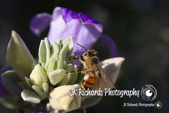 Busy Bee