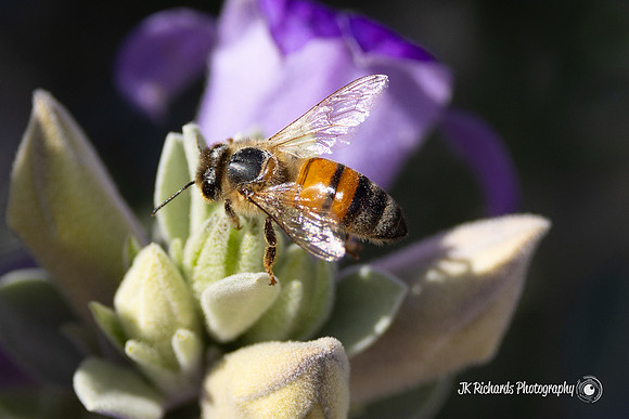 Bee Yourself