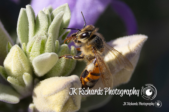 Don’t Bee Shy