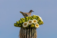 Bird Bouquet 2.0