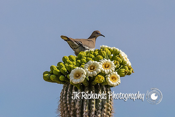 Bird Bouquet 2.0