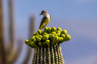 Bird Bouquet 1.0