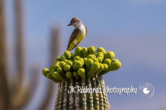 Bird Bouquet 1.0