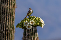 King of the Cactus