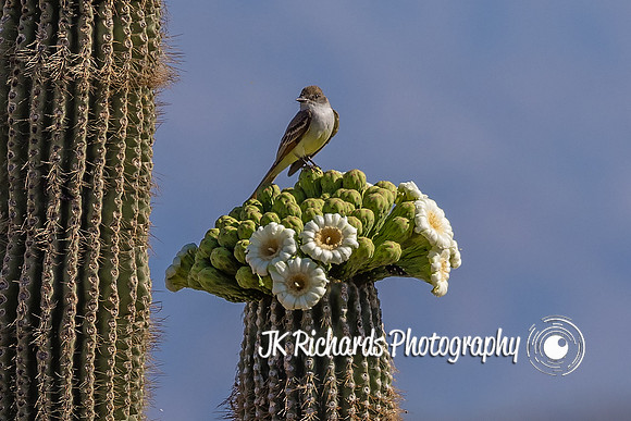 King of the Cactus