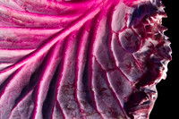 Ravage My Cabbage