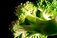 Broc N Roll