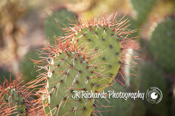 Strawberry Spines