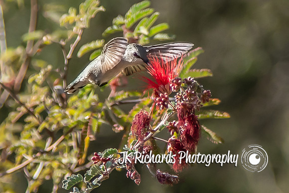 Hummingbird Don't Fly Away