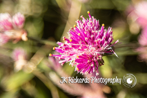 Firework Flower