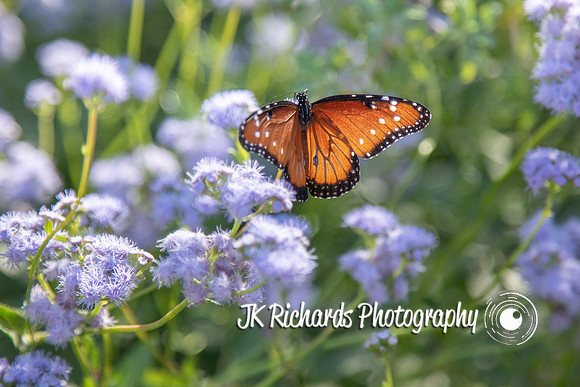 Butterflies Are Free To Fly