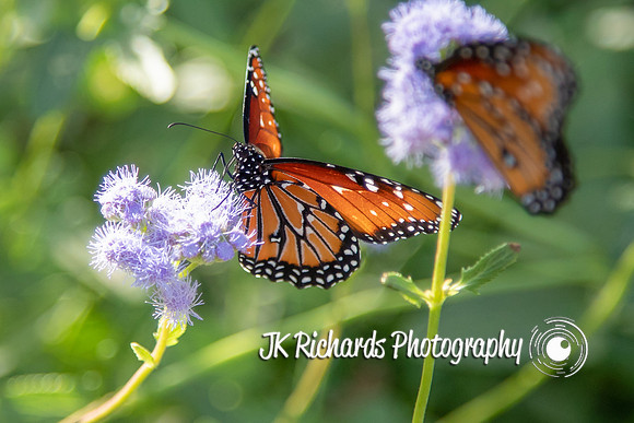 Butterfly Kisses