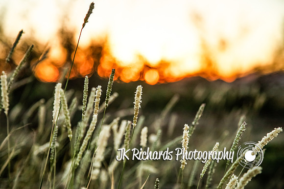 Meadow Grass Glow