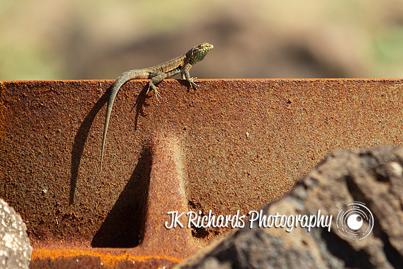 Karma Chameleon