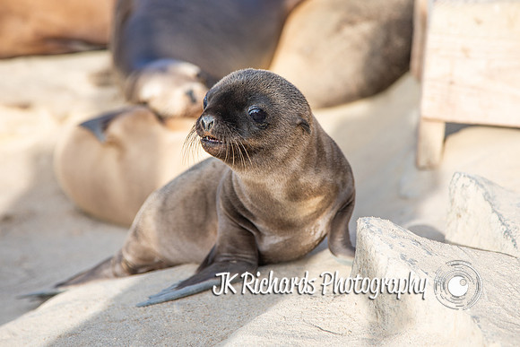 Seal It With A Kiss