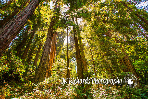 Muir Woods National Monument