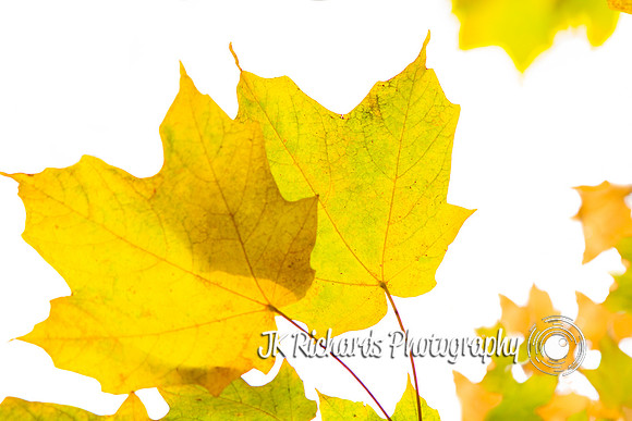 Don't Leaf Me