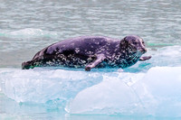 Seal of a Deal