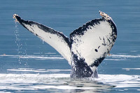 Whale of a Tail