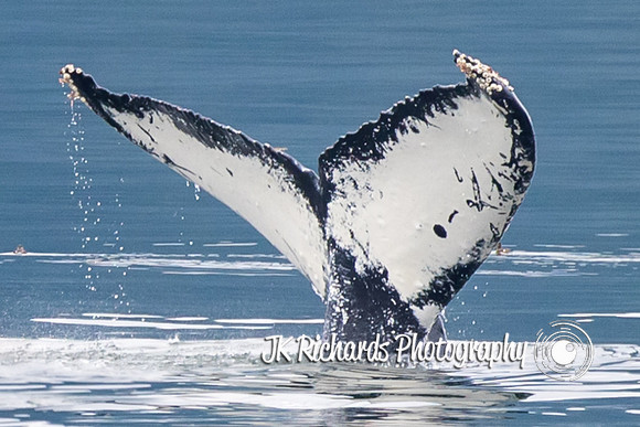 Whale of a Tail