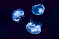 Peanut Butter and Jellyfish