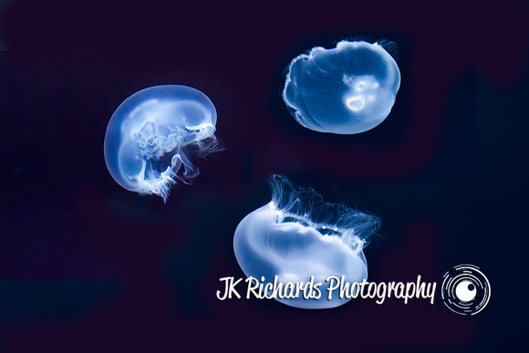 Peanut Butter and Jellyfish