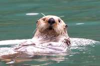 Otterly Adorable