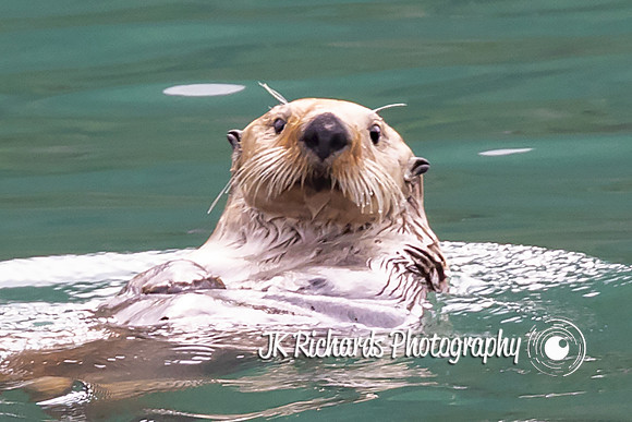 Otterly Adorable